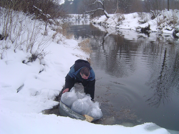 Prie upių vėgėlių lervutės gabenamos deguonies prisotintame vandenyje plastikiniuose maišuose. (L. Mockaus nuotr.)